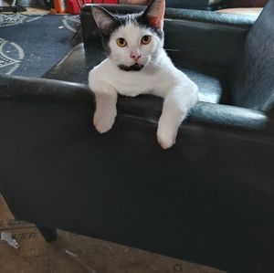 Meet your Posher, Wanda